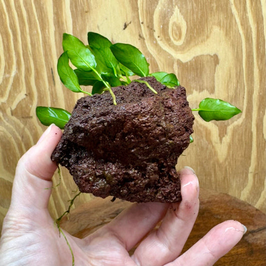 Scapeshop.com.au One Only Anubias Petite Nana on Small Lava Rock Creation - One Only - A Buy Anubias Petite Nana on Small Lava Rock Creation - One Only - A