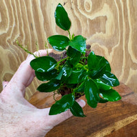 Scapeshop.com.au One Only Anubias Petite Nana on Small Lava Rock Creation - One Only - A Buy Anubias Petite Nana on Small Lava Rock Creation - One Only - A