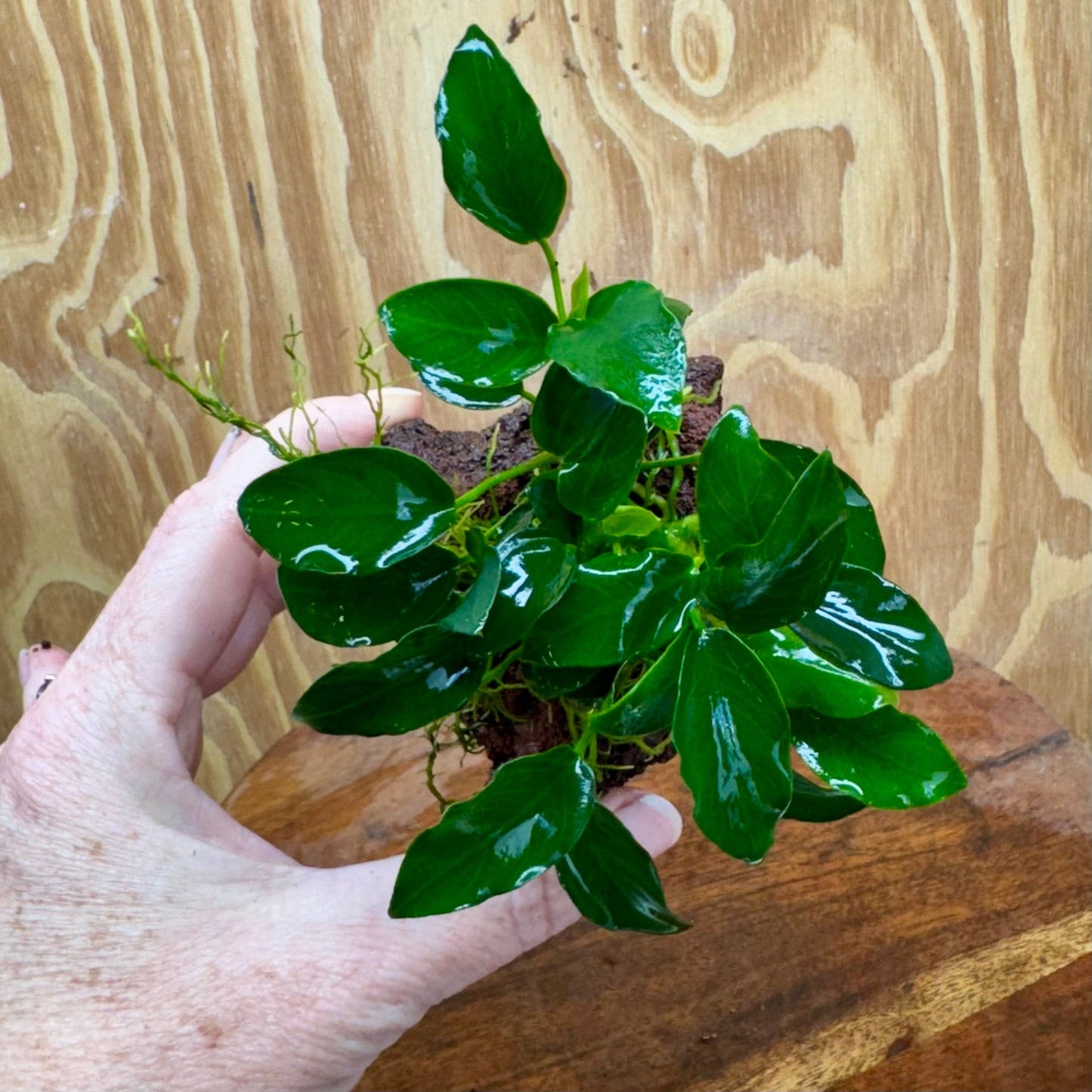 Scapeshop.com.au One Only Anubias Petite Nana on Small Lava Rock Creation - One Only - A Buy Anubias Petite Nana on Small Lava Rock Creation - One Only - A