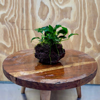 Scapeshop.com.au One Only Anubias Petite Nana on Small Lava Rock Creation - One Only - A Buy Anubias Petite Nana on Small Lava Rock Creation - One Only - A