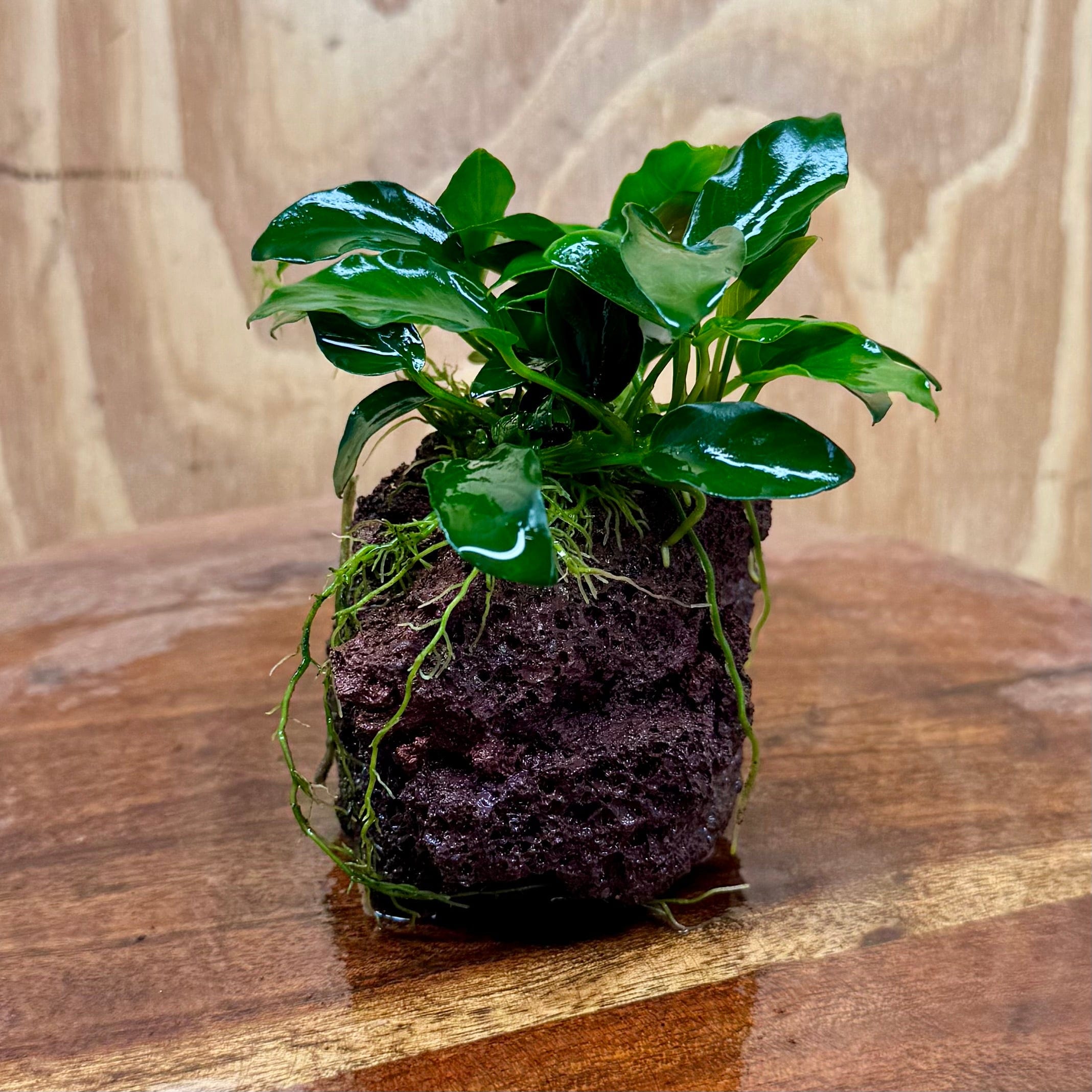 Scapeshop.com.au One Only Anubias Petite Nana on Small Lava Rock Creation - One Only - A Buy Anubias Petite Nana on Small Lava Rock Creation - One Only - A