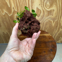 Scapeshop.com.au One Only Anubias Petite Nana on Small Lava Rock Creation - One Only - Amazing Buy Anubias Petite Nana on Small Lava Rock Creation - One Only - A
