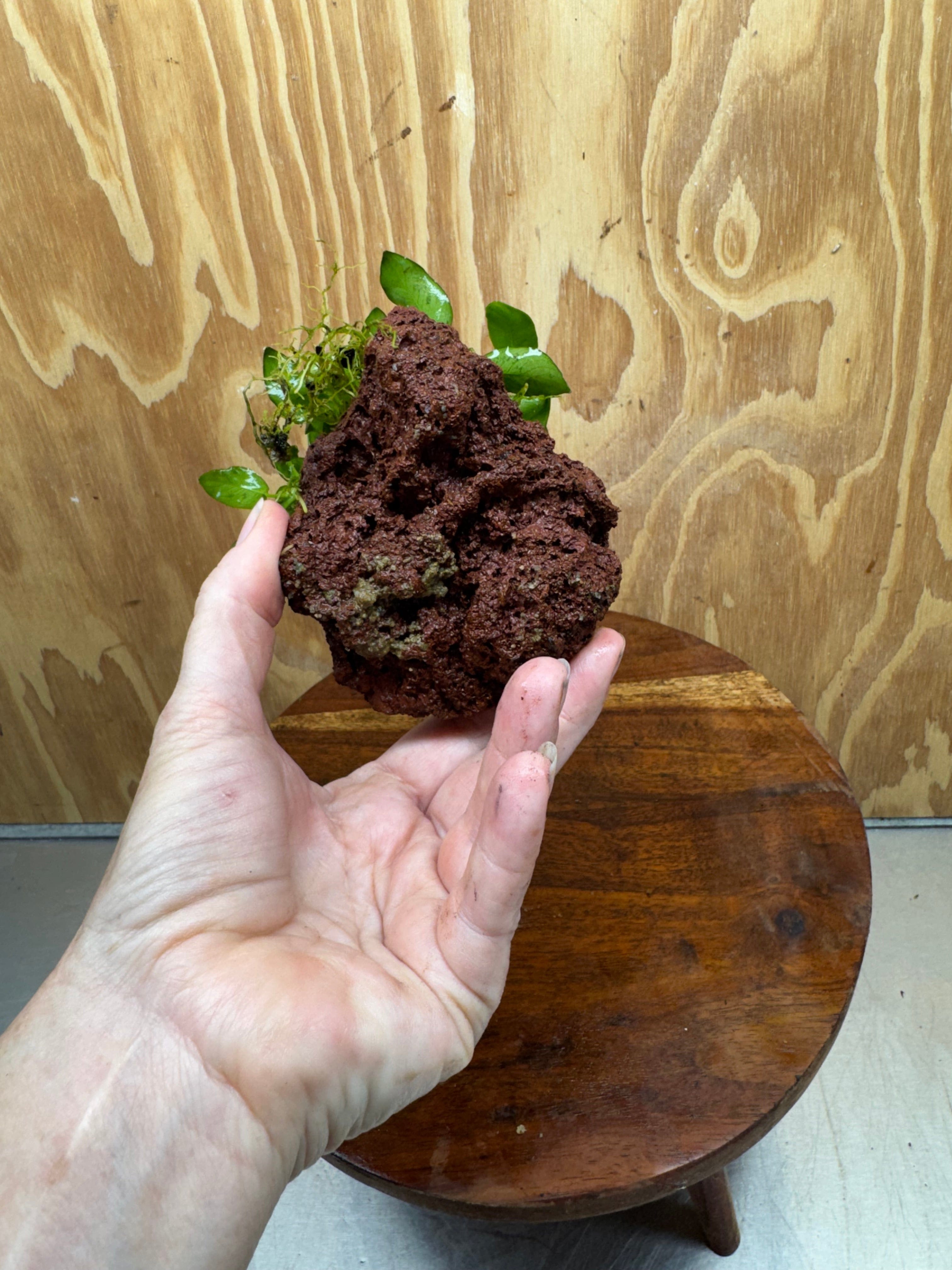 Scapeshop.com.au One Only Anubias Petite Nana on Small Lava Rock Creation - One Only - Amazing Buy Anubias Petite Nana on Small Lava Rock Creation - One Only - A