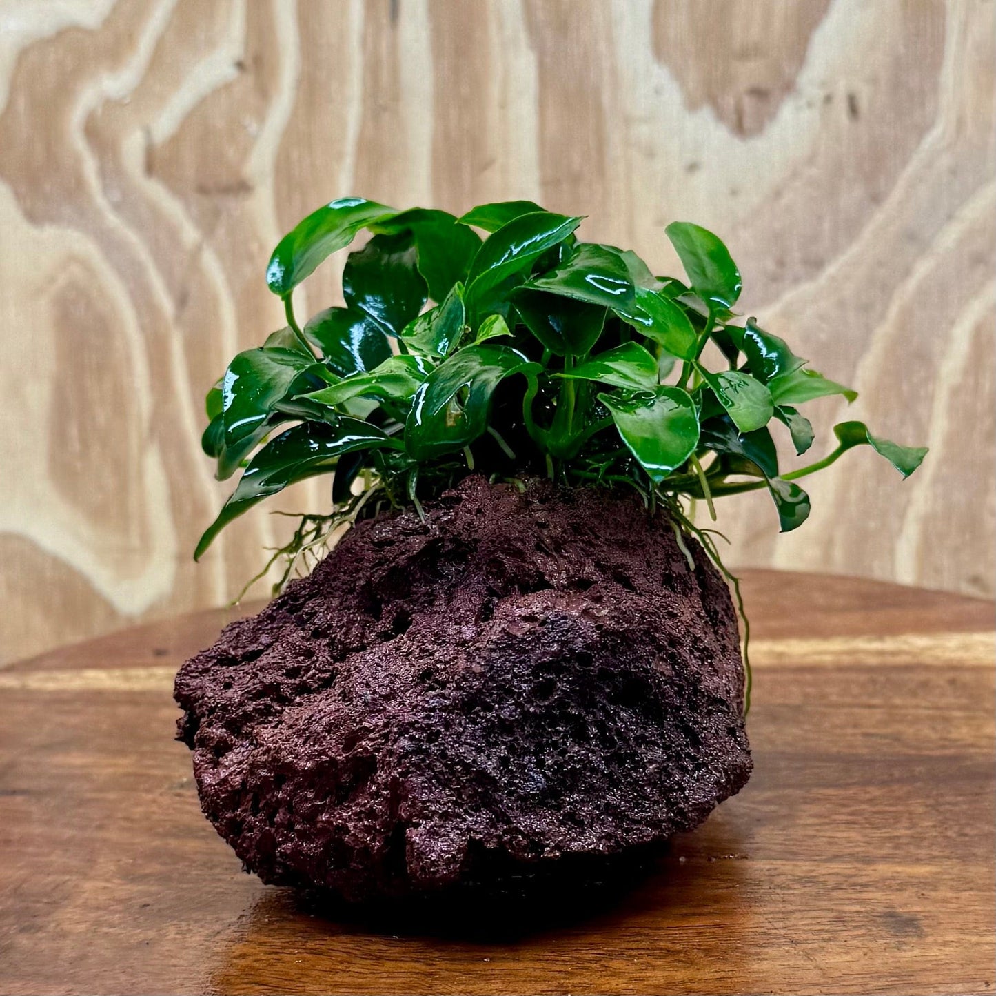 Scapeshop.com.au One Only Anubias Petite Nana on Small Lava Rock Creation - One Only - Amazing Buy Anubias Petite Nana on Small Lava Rock Creation - One Only - A