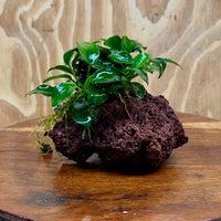 Scapeshop.com.au One Only Anubias Petite Nana on Small Lava Rock Creation - One Only - Amazing Buy Anubias Petite Nana on Small Lava Rock Creation - One Only - A