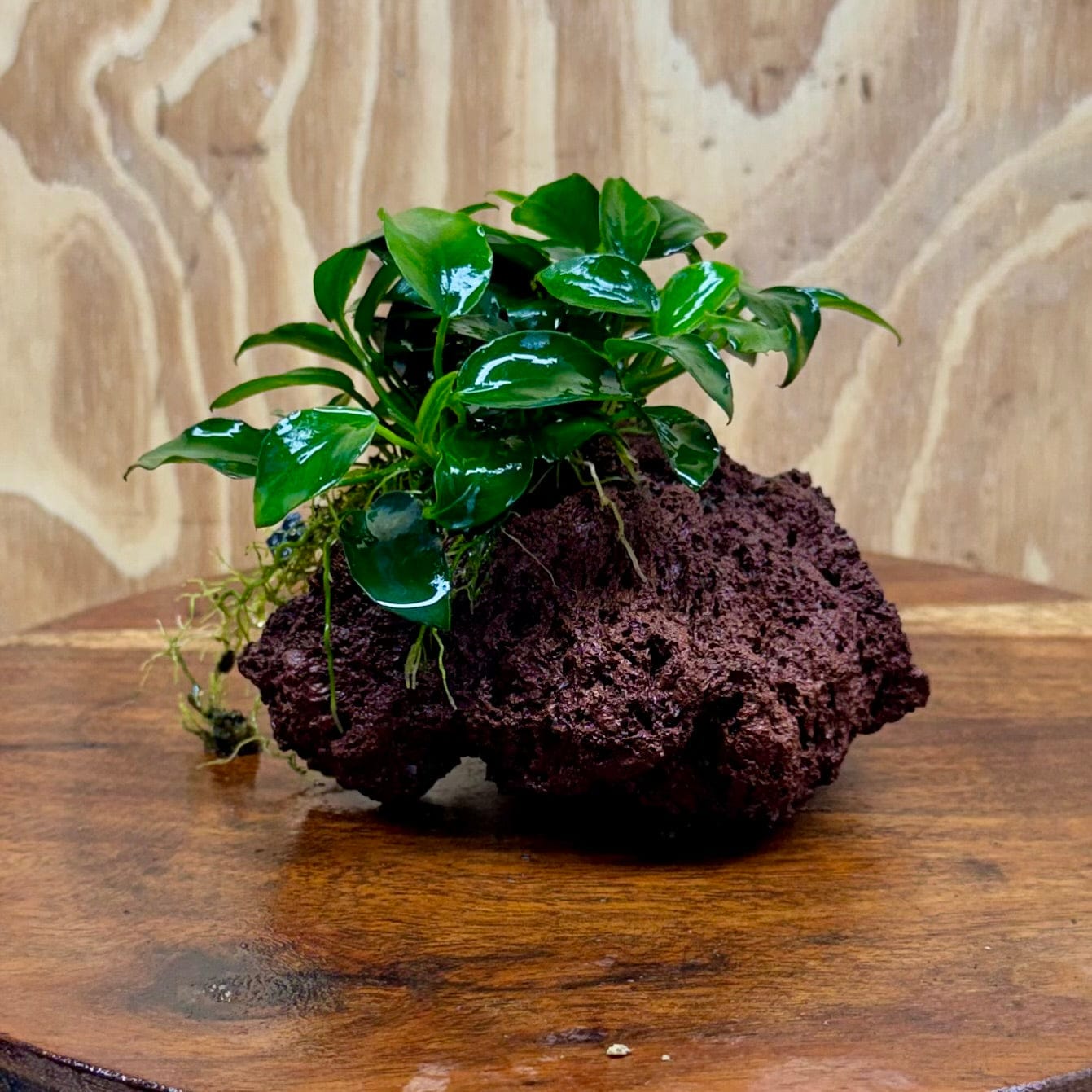Scapeshop.com.au One Only Anubias Petite Nana on Small Lava Rock Creation - One Only - Amazing Buy Anubias Petite Nana on Small Lava Rock Creation - One Only - A