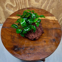 Scapeshop.com.au One Only Anubias Petite Nana on Small Lava Rock Creation - One Only - Amazing Buy Anubias Petite Nana on Small Lava Rock Creation - One Only - A