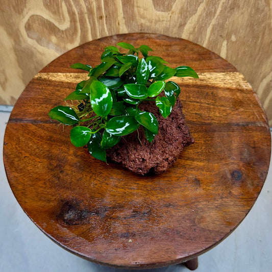 Scapeshop.com.au One Only Anubias Petite Nana on Small Lava Rock Creation - One Only - Amazing Buy Anubias Petite Nana on Small Lava Rock Creation - One Only - A