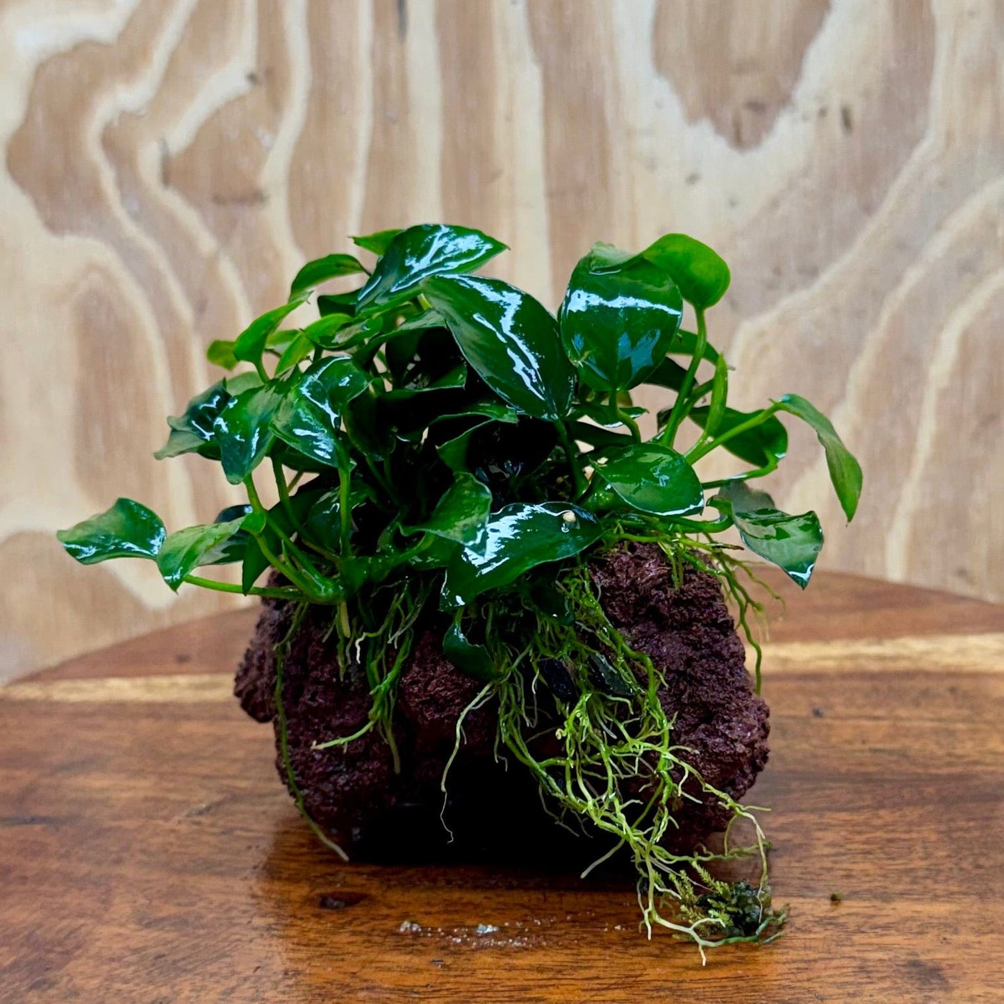 Scapeshop.com.au One Only Anubias Petite Nana on Small Lava Rock Creation - One Only - Amazing Buy Anubias Petite Nana on Small Lava Rock Creation - One Only - A