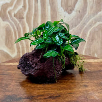 Scapeshop.com.au One Only Anubias Petite Nana on Small Lava Rock Creation - One Only - Amazing Buy Anubias Petite Nana on Small Lava Rock Creation - One Only - A