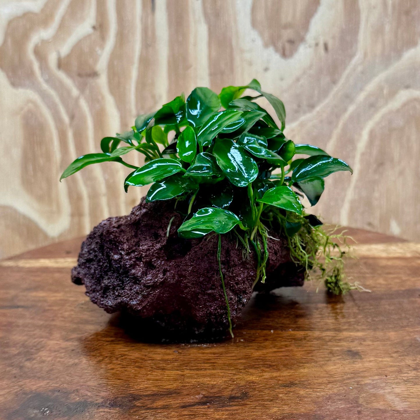 Scapeshop.com.au One Only Anubias Petite Nana on Small Lava Rock Creation - One Only - Amazing Buy Anubias Petite Nana on Small Lava Rock Creation - One Only - A