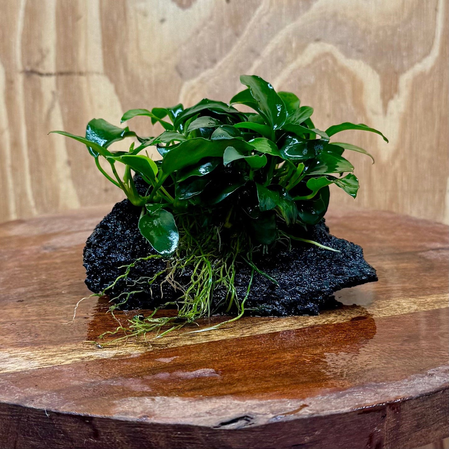 Scapeshop.com.au One Only Anubias Petite Nana on Small Lava Rock Creation - One Only - B Anubias Petite Nana on Small Lava Rock Creation - One Only - B