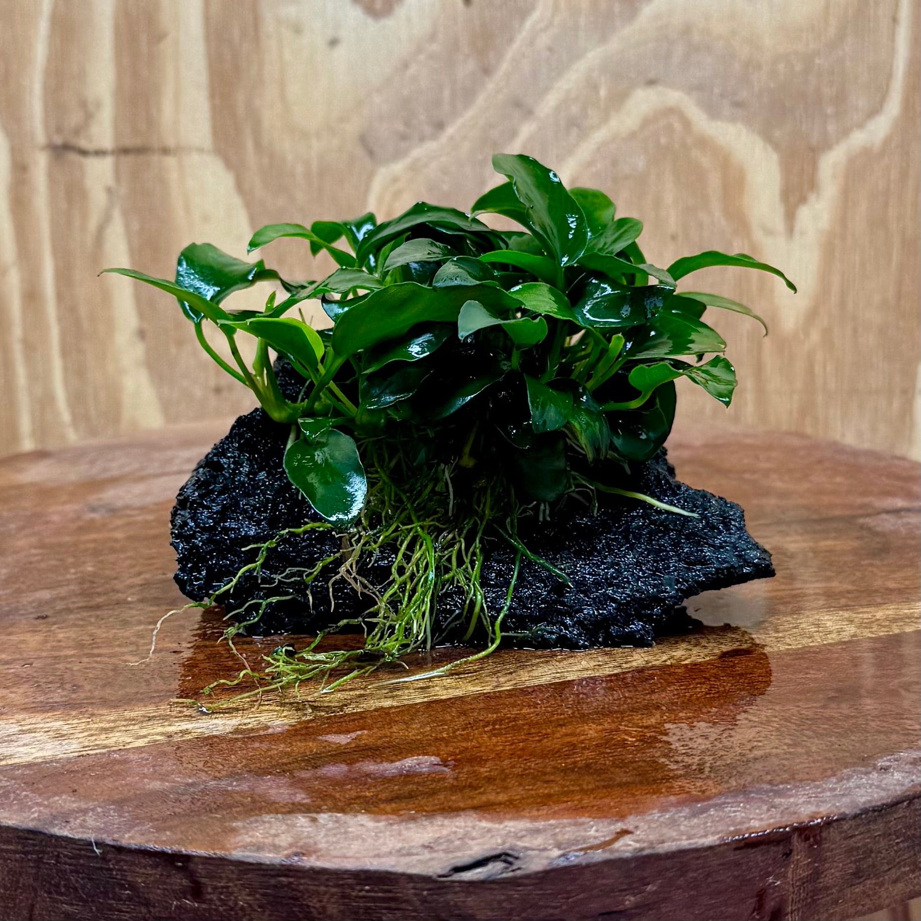 Scapeshop.com.au One Only Anubias Petite Nana on Small Lava Rock Creation - One Only - B Anubias Petite Nana on Small Lava Rock Creation - One Only - B
