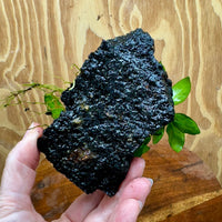Scapeshop.com.au One Only Anubias Petite Nana on Small Lava Rock Creation - One Only - B Anubias Petite Nana on Small Lava Rock Creation - One Only - B
