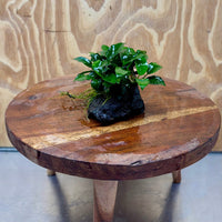Scapeshop.com.au One Only Anubias Petite Nana on Small Lava Rock Creation - One Only - B Anubias Petite Nana on Small Lava Rock Creation - One Only - B