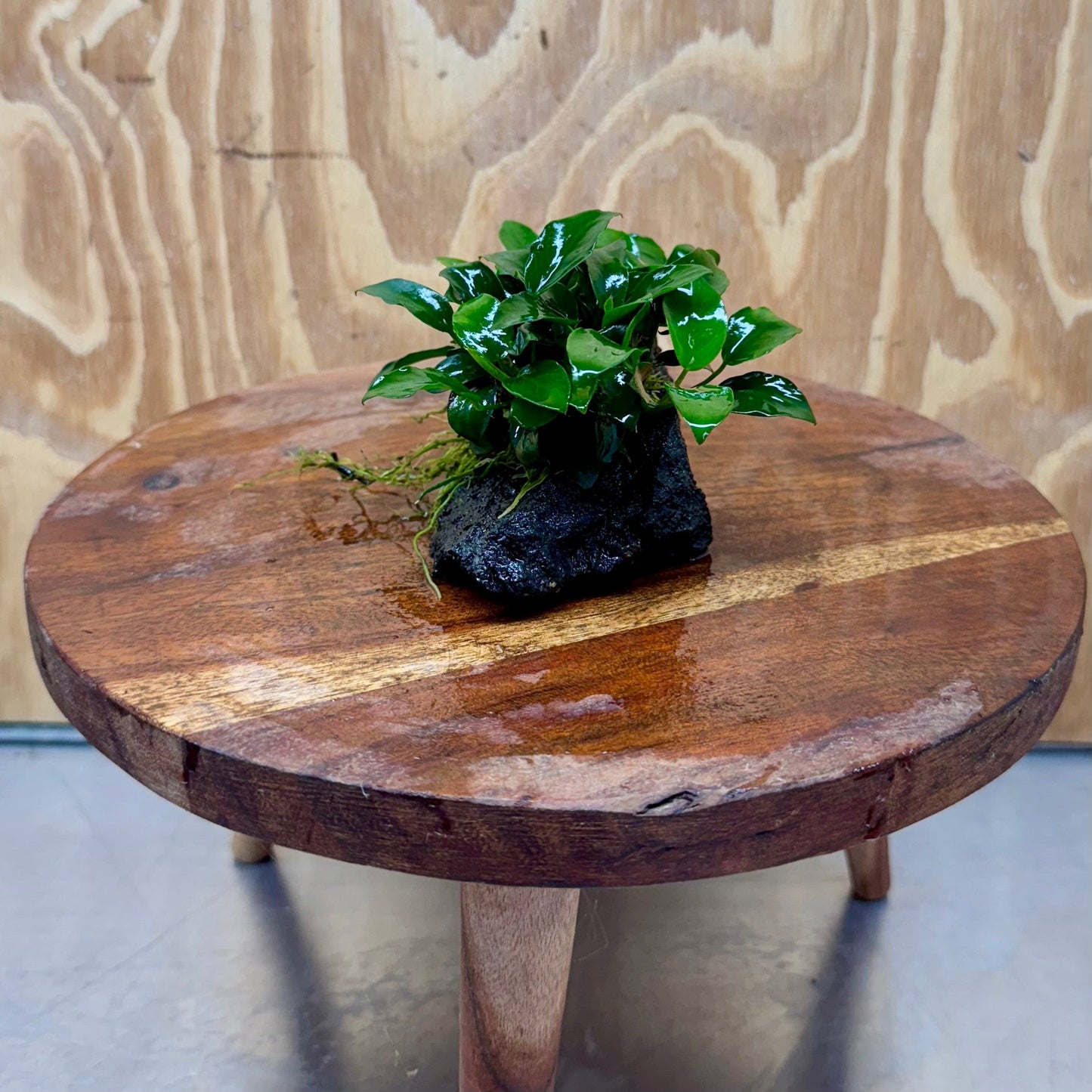 Scapeshop.com.au One Only Anubias Petite Nana on Small Lava Rock Creation - One Only - B Anubias Petite Nana on Small Lava Rock Creation - One Only - B