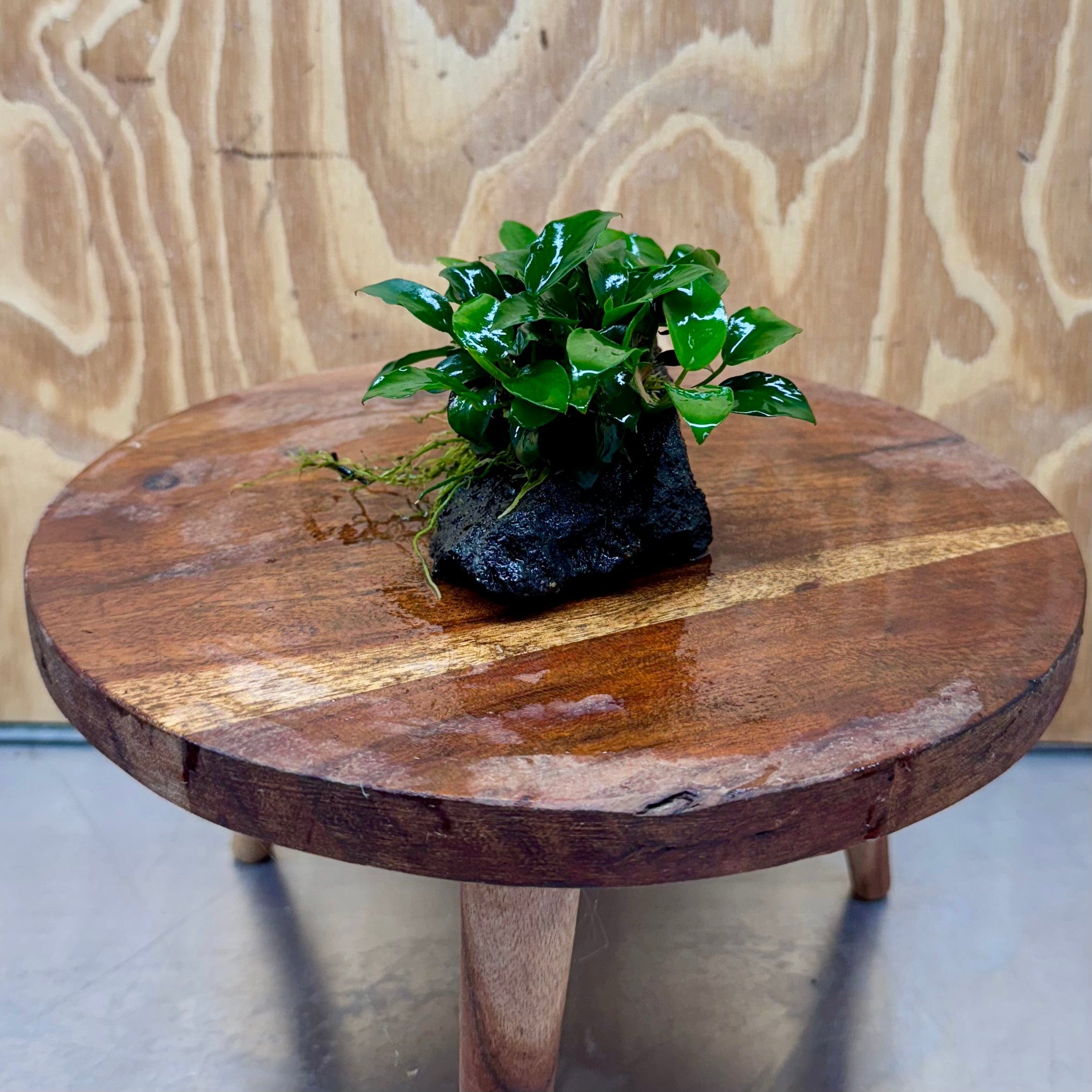 Scapeshop.com.au One Only Anubias Petite Nana on Small Lava Rock Creation - One Only - B Anubias Petite Nana on Small Lava Rock Creation - One Only - B