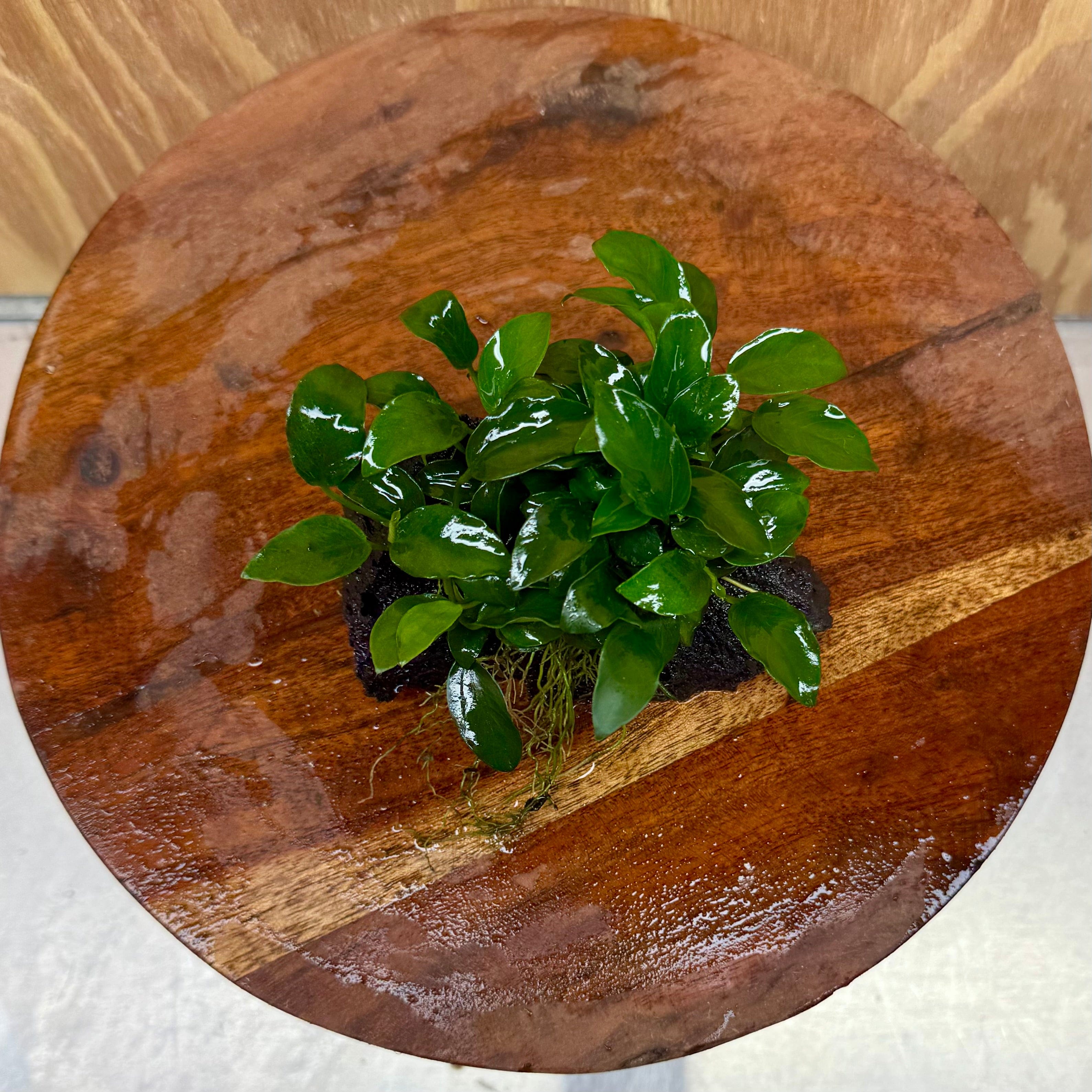 Scapeshop.com.au One Only Anubias Petite Nana on Small Lava Rock Creation - One Only - B Anubias Petite Nana on Small Lava Rock Creation - One Only - B