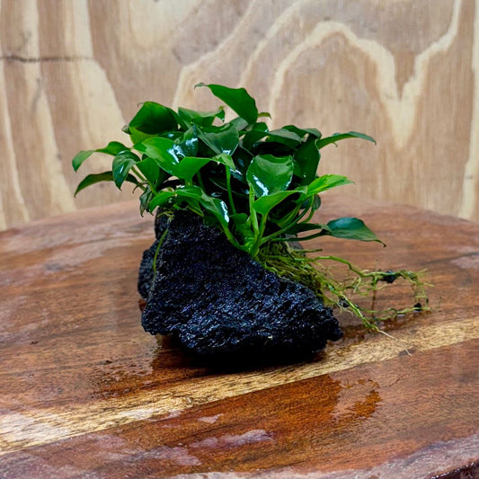 Scapeshop.com.au One Only Anubias Petite Nana on Small Lava Rock Creation - One Only - B Anubias Petite Nana on Small Lava Rock Creation - One Only - B
