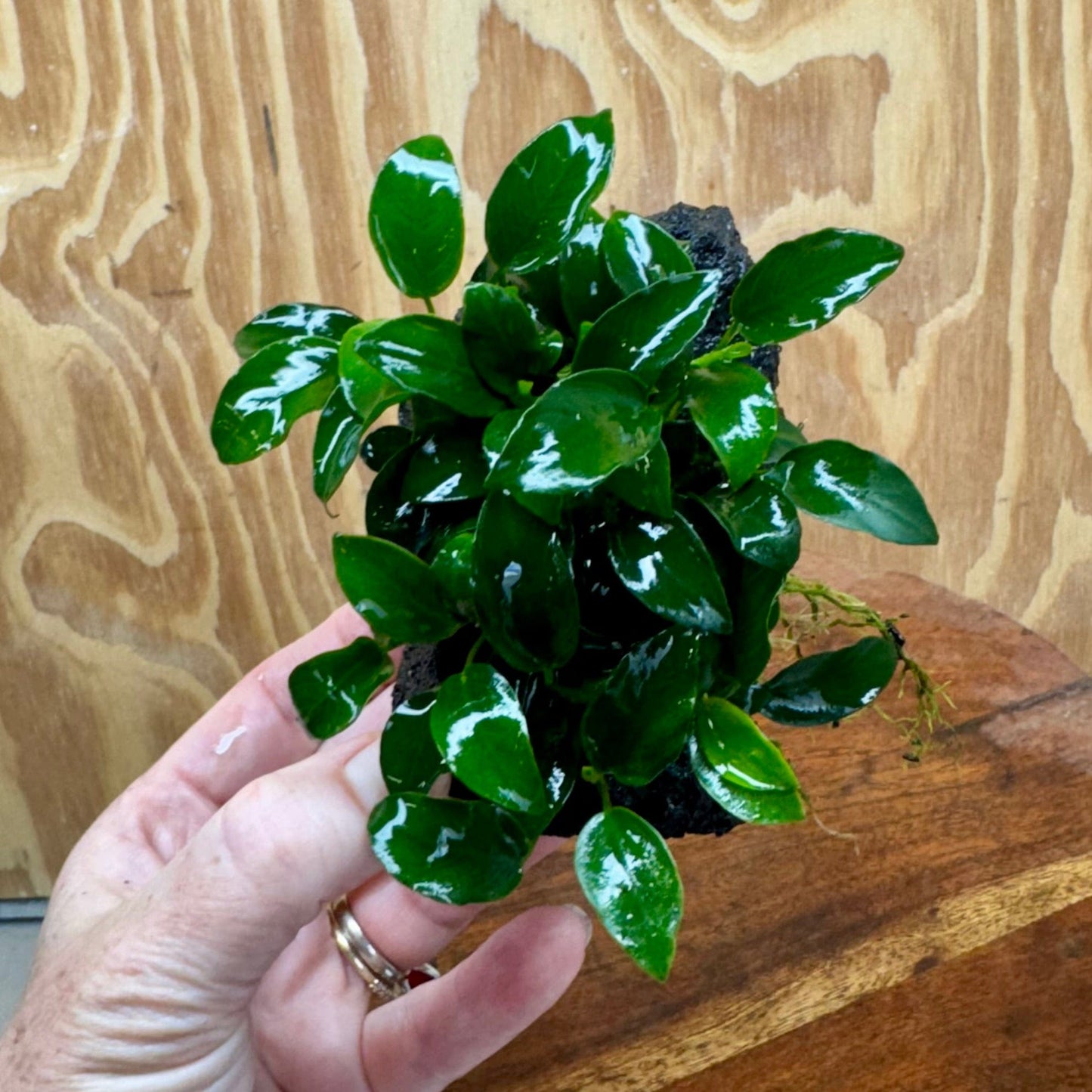 Scapeshop.com.au One Only Anubias Petite Nana on Small Lava Rock Creation - One Only - B Anubias Petite Nana on Small Lava Rock Creation - One Only - B