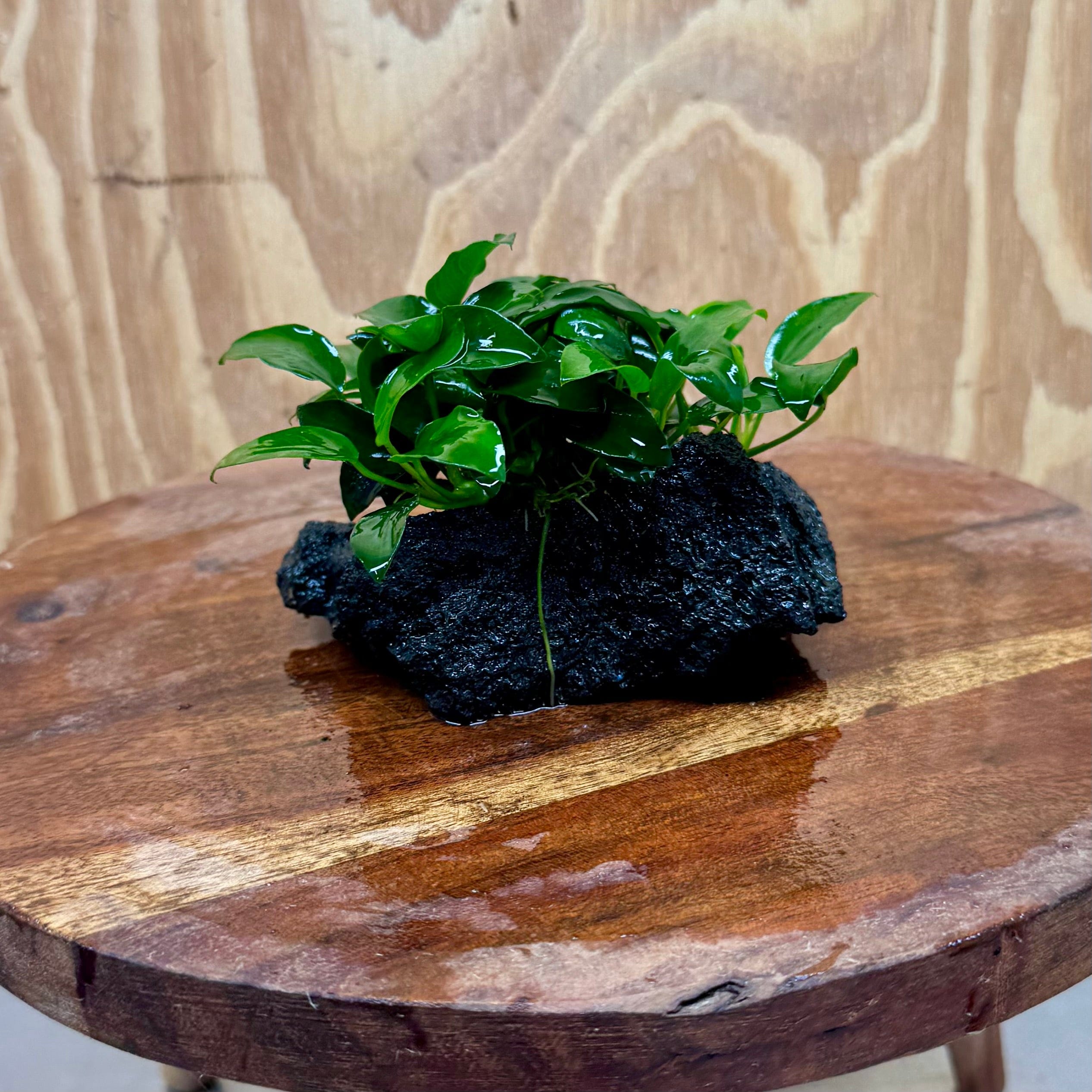 Scapeshop.com.au One Only Anubias Petite Nana on Small Lava Rock Creation - One Only - B Anubias Petite Nana on Small Lava Rock Creation - One Only - B