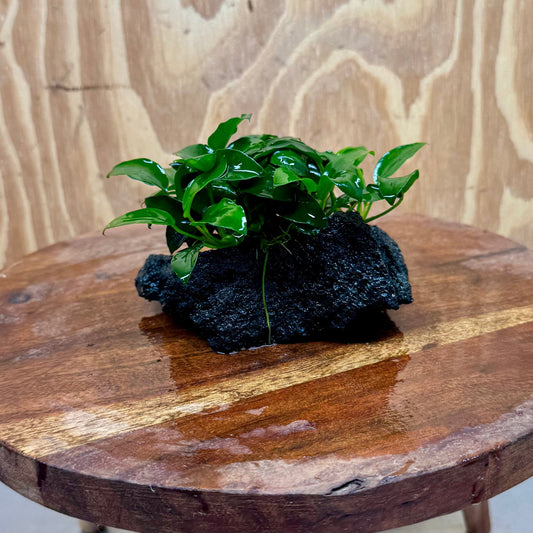 Scapeshop.com.au One Only Anubias Petite Nana on Small Lava Rock Creation - One Only - B Anubias Petite Nana on Small Lava Rock Creation - One Only - B