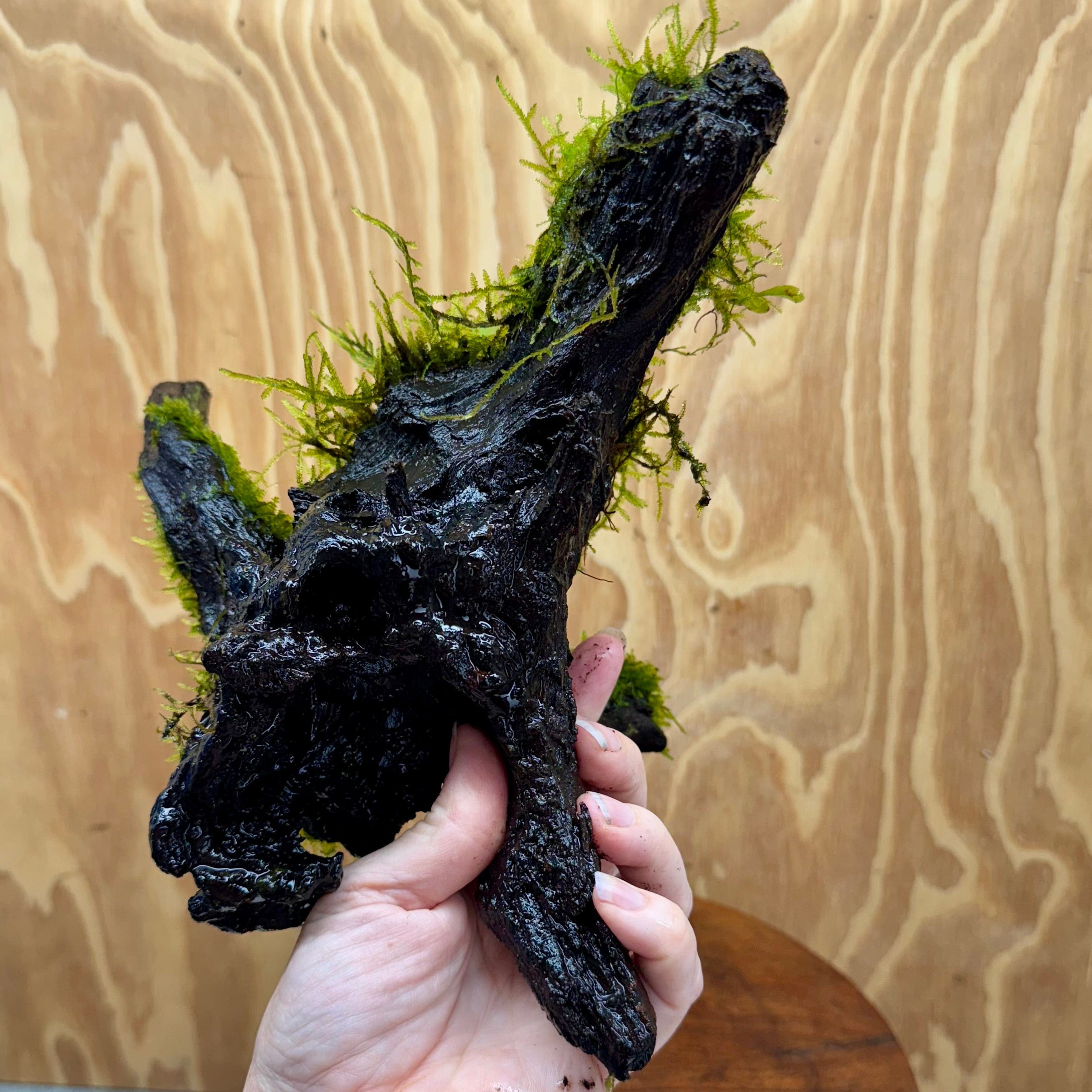 Scapeshop.com.au One Only Baby Microsorum Indo and Fontinalis Log - Medium (Java Fern and Moss) - One Only Baby Microsorum Indo and Fontinalis Log - Medium (Java Fern and Moss) - One Only