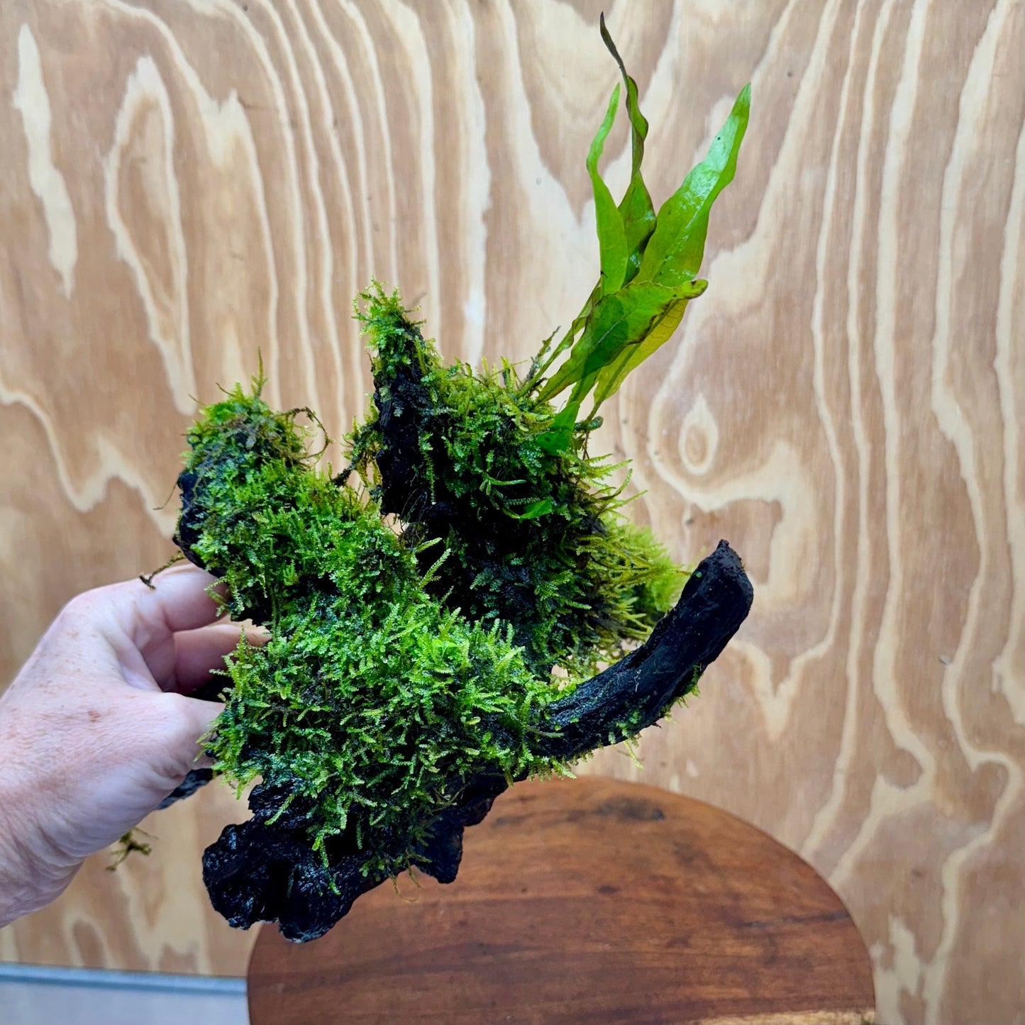 Scapeshop.com.au One Only Baby Microsorum Indo and Fontinalis Log - Medium (Java Fern and Moss) - One Only Baby Microsorum Indo and Fontinalis Log - Medium (Java Fern and Moss) - One Only