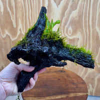Scapeshop.com.au One Only Baby Microsorum Indo and Fontinalis Log - Medium (Java Fern and Moss) - One Only Baby Microsorum Indo and Fontinalis Log - Medium (Java Fern and Moss) - One Only