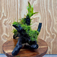 Scapeshop.com.au One Only Baby Microsorum Indo and Fontinalis Log - Medium (Java Fern and Moss) - One Only Baby Microsorum Indo and Fontinalis Log - Medium (Java Fern and Moss) - One Only