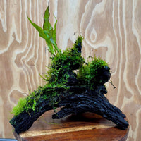 Scapeshop.com.au One Only Baby Microsorum Indo and Fontinalis Log - Medium (Java Fern and Moss) - One Only Baby Microsorum Indo and Fontinalis Log - Medium (Java Fern and Moss) - One Only