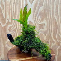 Scapeshop.com.au One Only Baby Microsorum Indo and Fontinalis Log - Medium (Java Fern and Moss) - One Only Baby Microsorum Indo and Fontinalis Log - Medium (Java Fern and Moss) - One Only