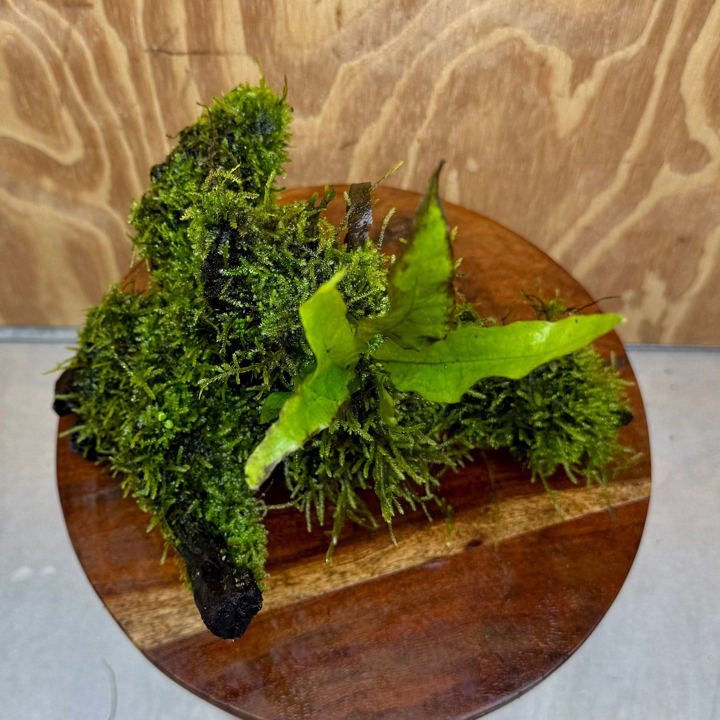 Scapeshop.com.au One Only Baby Microsorum Indo and Fontinalis Log - Medium (Java Fern and Moss) - One Only Baby Microsorum Indo and Fontinalis Log - Medium (Java Fern and Moss) - One Only