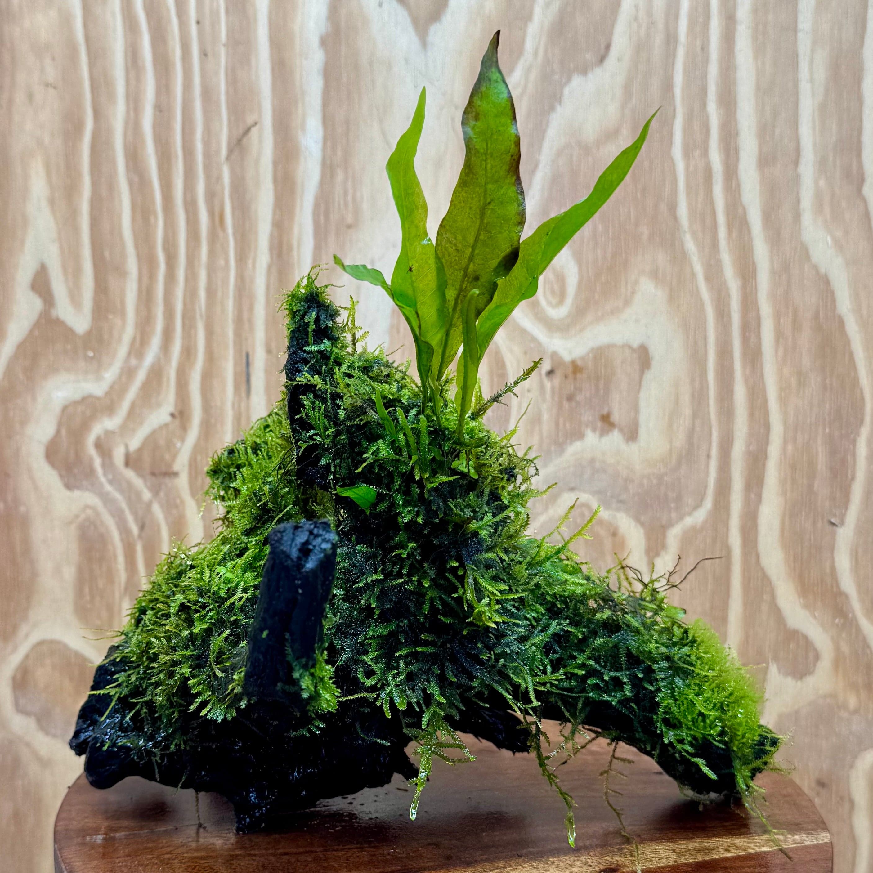 Scapeshop.com.au One Only Baby Microsorum Indo and Fontinalis Log - Medium (Java Fern and Moss) - One Only Baby Microsorum Indo and Fontinalis Log - Medium (Java Fern and Moss) - One Only