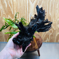 Scapeshop.com.au One Only Bolbitis, Bucephalandra & Microsorum (Java Fern) Driftwood Creation - One Only Bolbitis, Bucephalandra plus Microsorum (Java Fern) Driftwood Creation - One Only - Aquarium