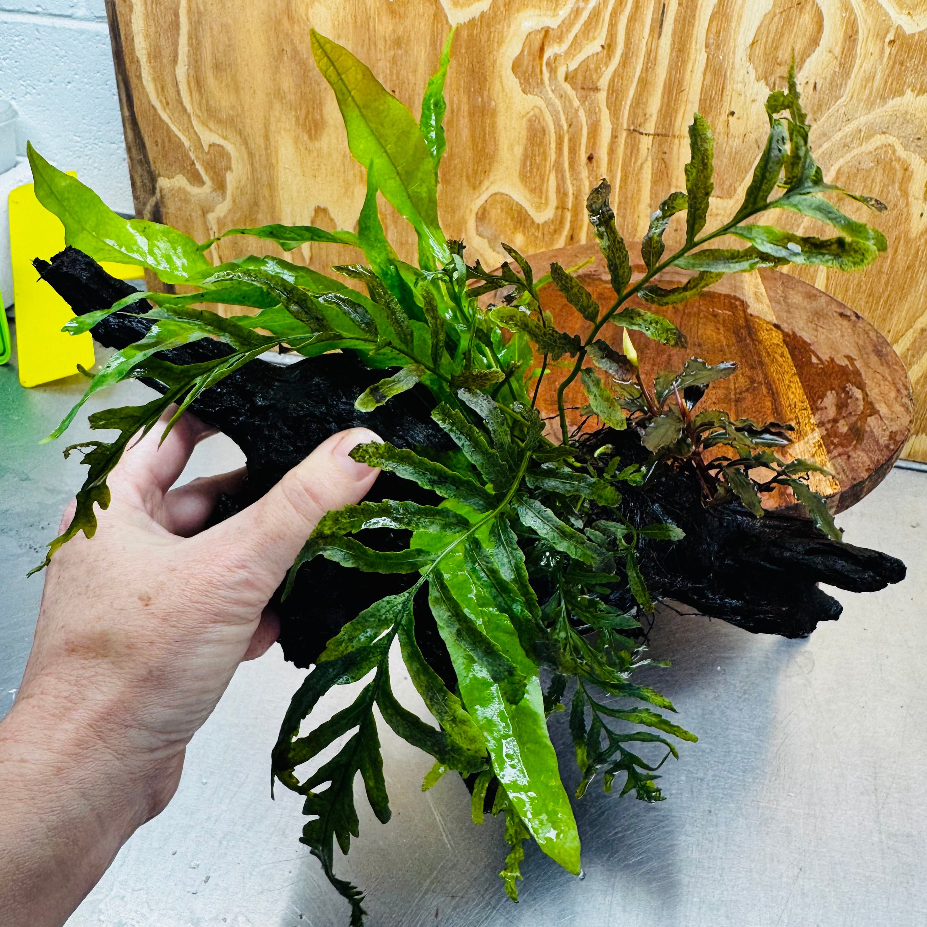 Scapeshop.com.au One Only Bolbitis, Bucephalandra & Microsorum (Java Fern) Driftwood Creation - One Only Bolbitis, Bucephalandra plus Microsorum (Java Fern) Driftwood Creation - One Only - Aquarium