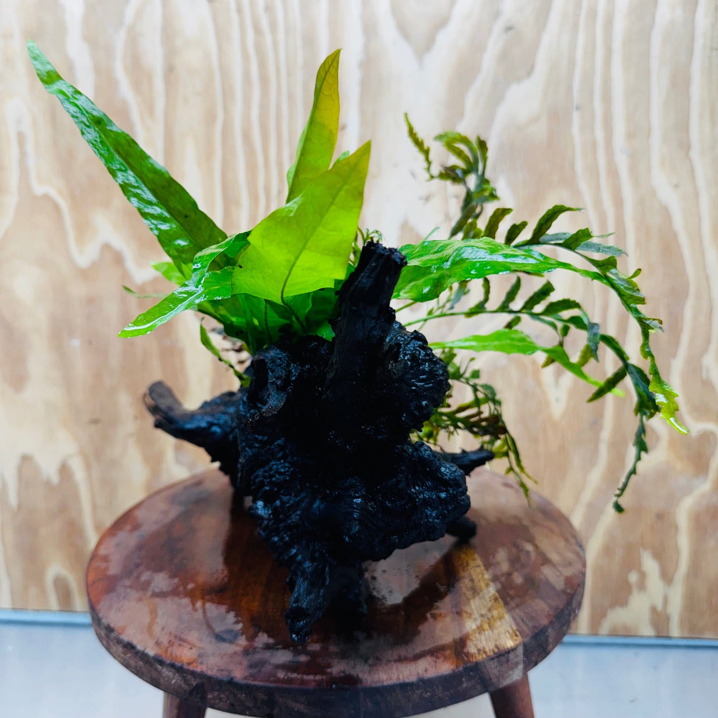 Scapeshop.com.au One Only Bolbitis, Bucephalandra & Microsorum (Java Fern) Driftwood Creation - One Only Bolbitis, Bucephalandra plus Microsorum (Java Fern) Driftwood Creation - One Only - Aquarium