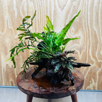 Scapeshop.com.au One Only Bolbitis, Bucephalandra & Microsorum (Java Fern) Driftwood Creation - One Only Bolbitis, Bucephalandra plus Microsorum (Java Fern) Driftwood Creation - One Only - Aquarium