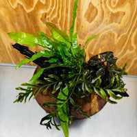 Scapeshop.com.au One Only Bolbitis, Bucephalandra & Microsorum (Java Fern) Driftwood Creation - One Only Bolbitis, Bucephalandra plus Microsorum (Java Fern) Driftwood Creation - One Only - Aquarium