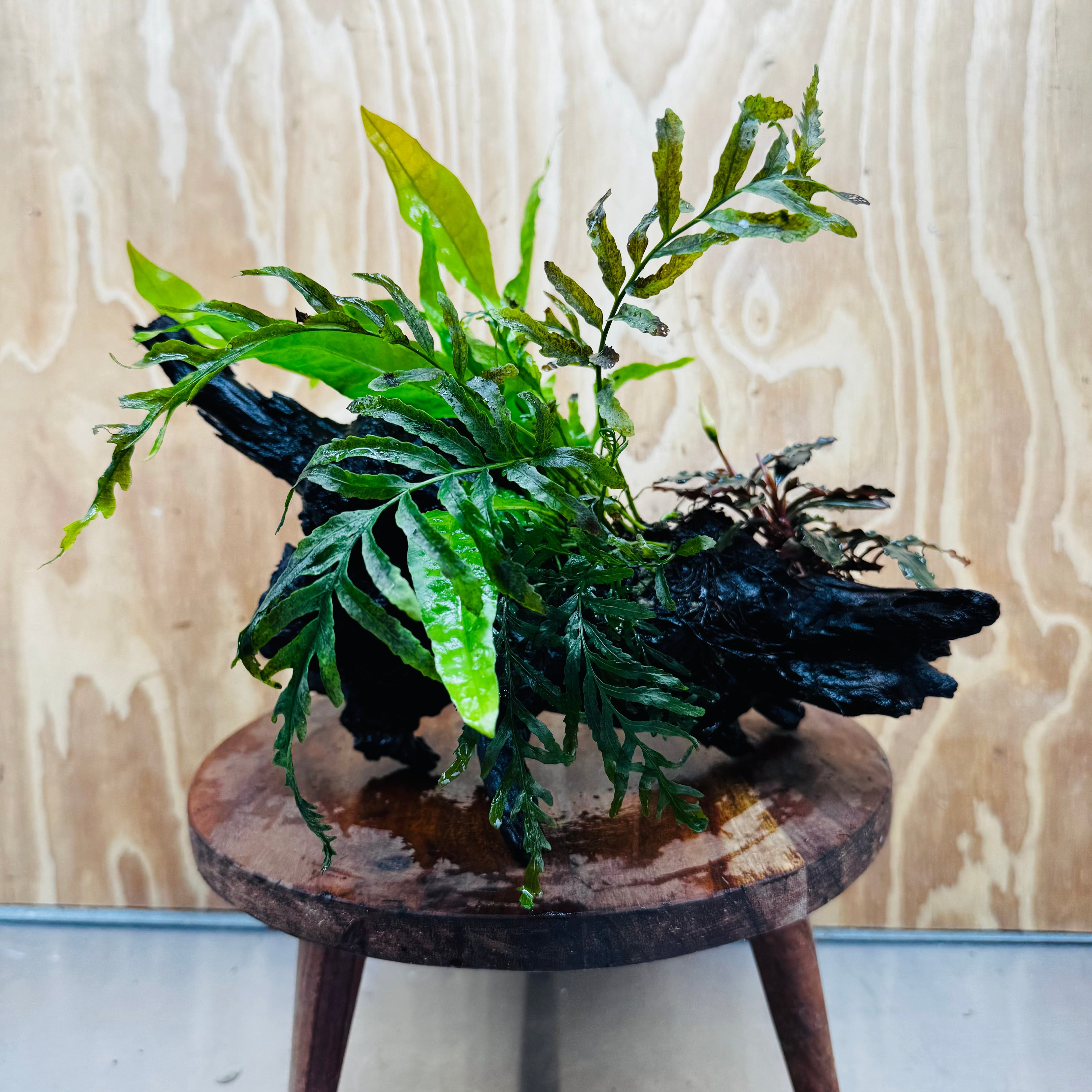 Scapeshop.com.au One Only Bolbitis, Bucephalandra & Microsorum (Java Fern) Driftwood Creation - One Only Bolbitis, Bucephalandra plus Microsorum (Java Fern) Driftwood Creation - One Only - Aquarium