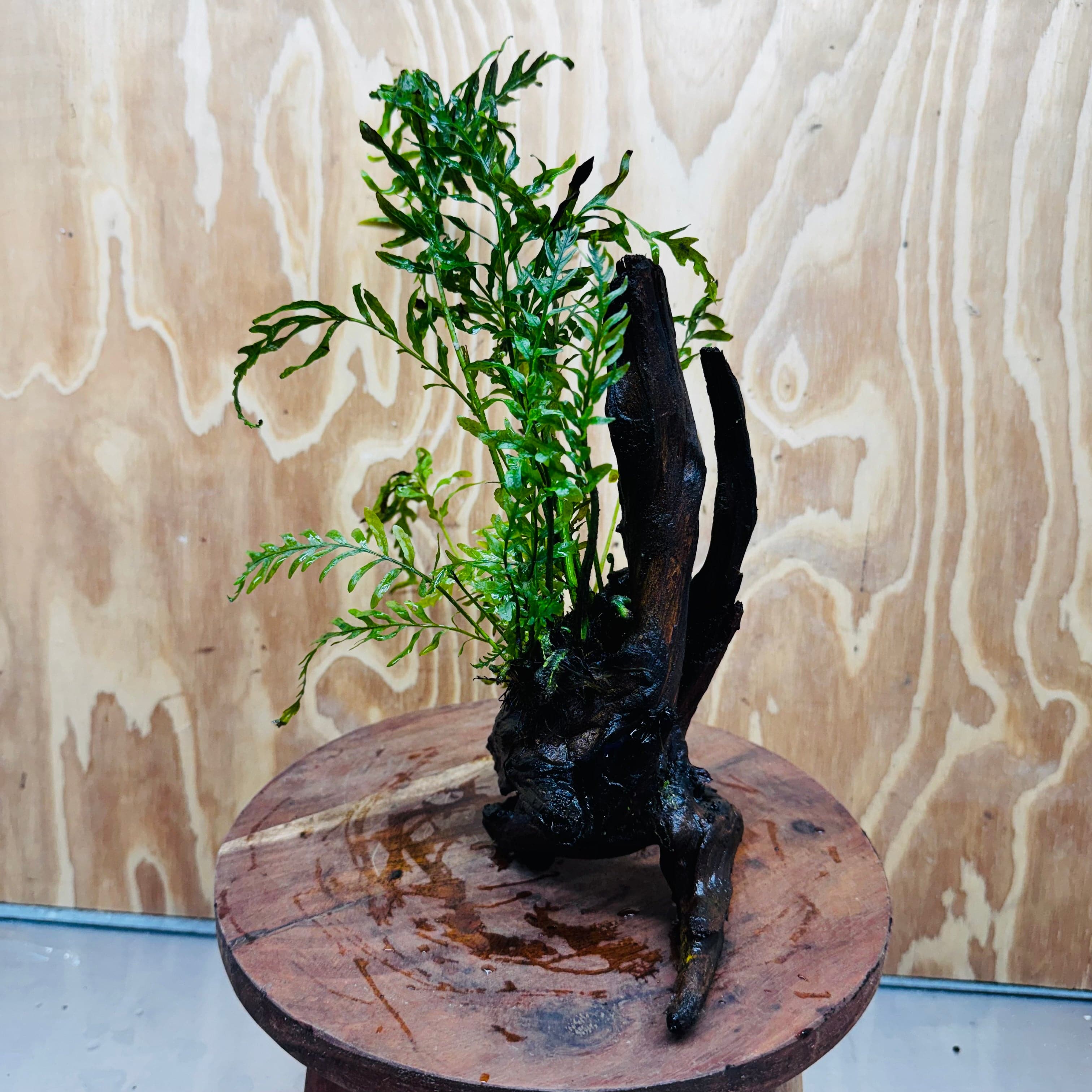 Scapeshop.com.au One Only Bolbitis Driftwood Creation - One Only Buy Bolbitis Driftwood Creation - One Only - Aquarium Plants Australia