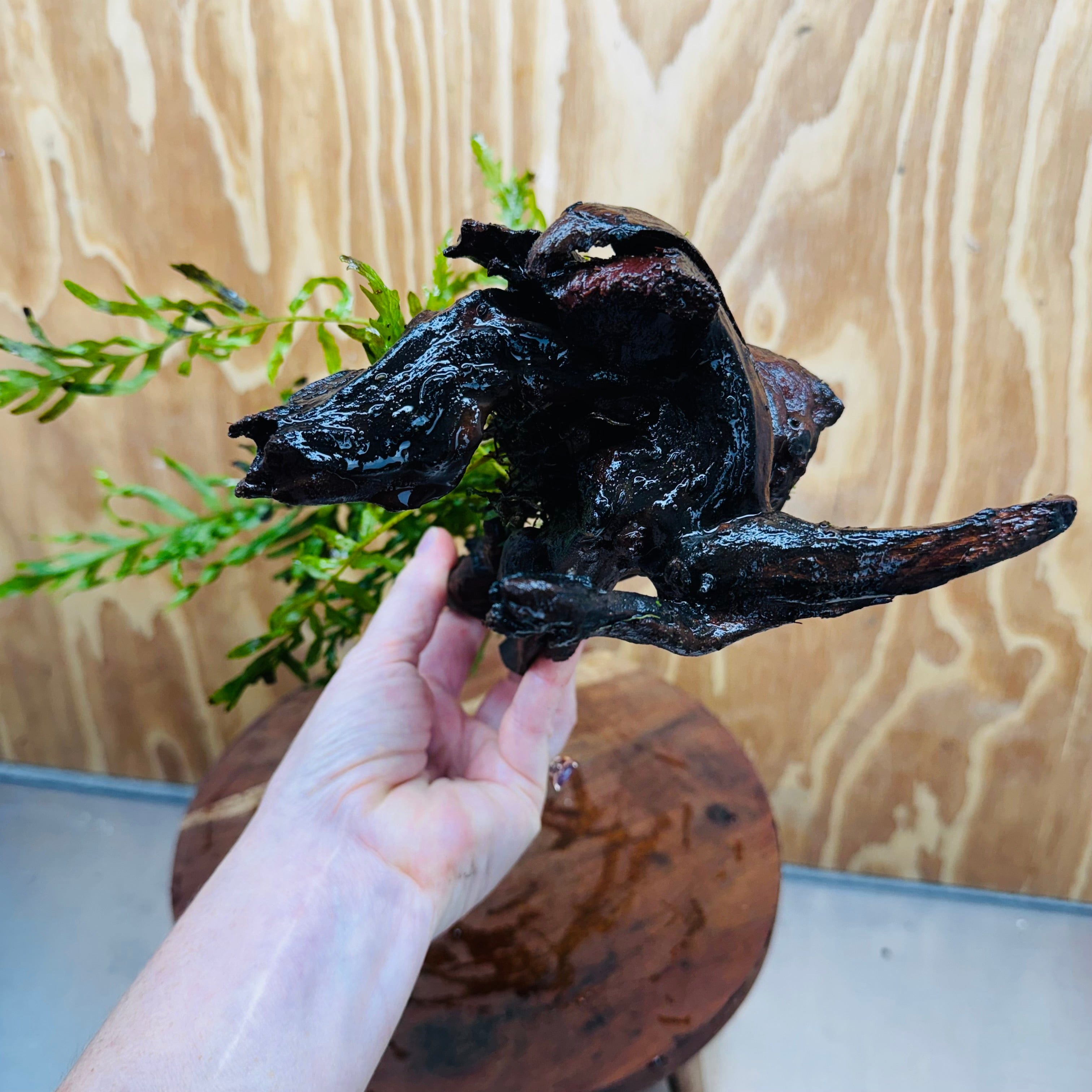 Scapeshop.com.au One Only Bolbitis Driftwood Creation - One Only Buy Bolbitis Driftwood Creation - One Only - Aquarium Plants Australia