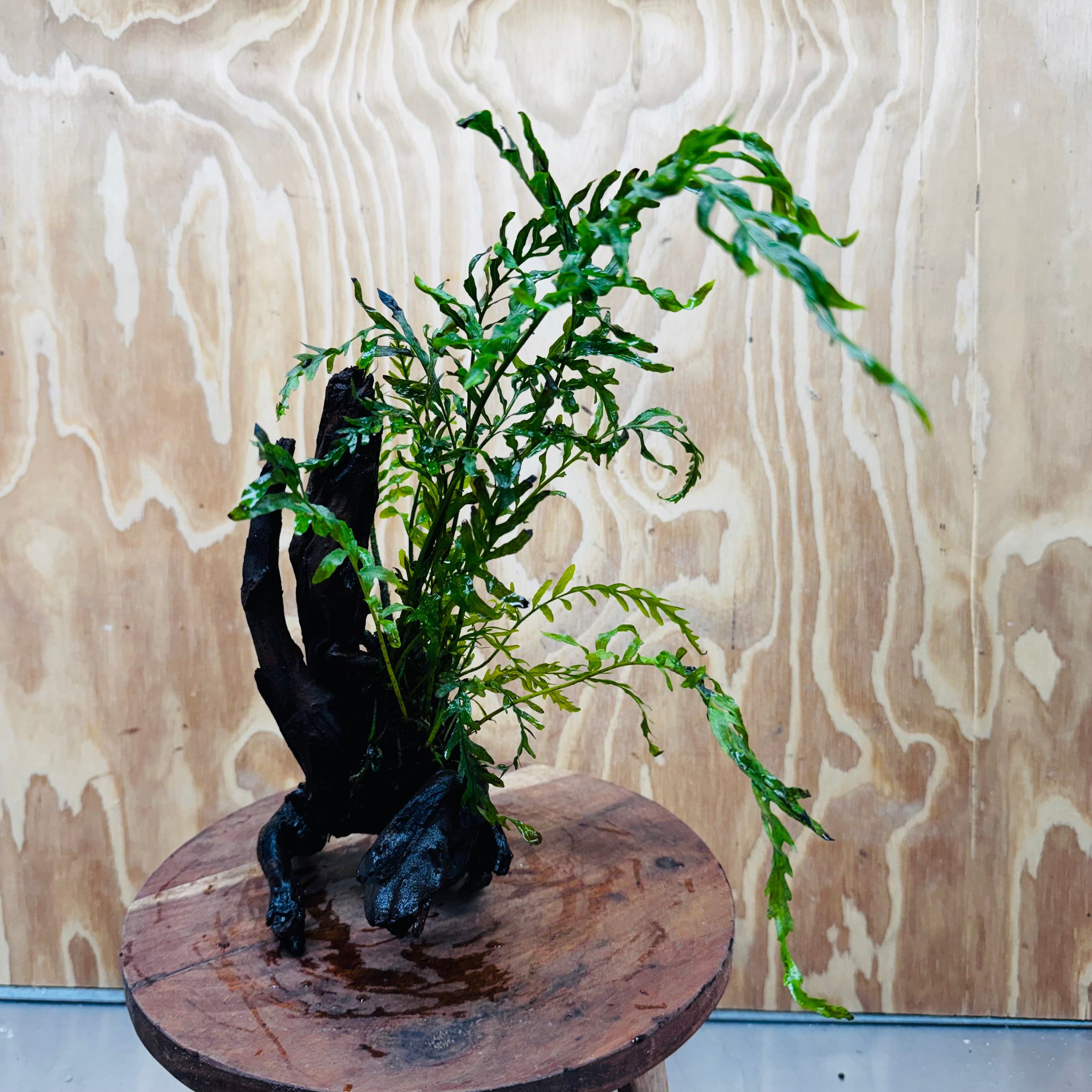 Scapeshop.com.au One Only Bolbitis Driftwood Creation - One Only Buy Bolbitis Driftwood Creation - One Only - Aquarium Plants Australia