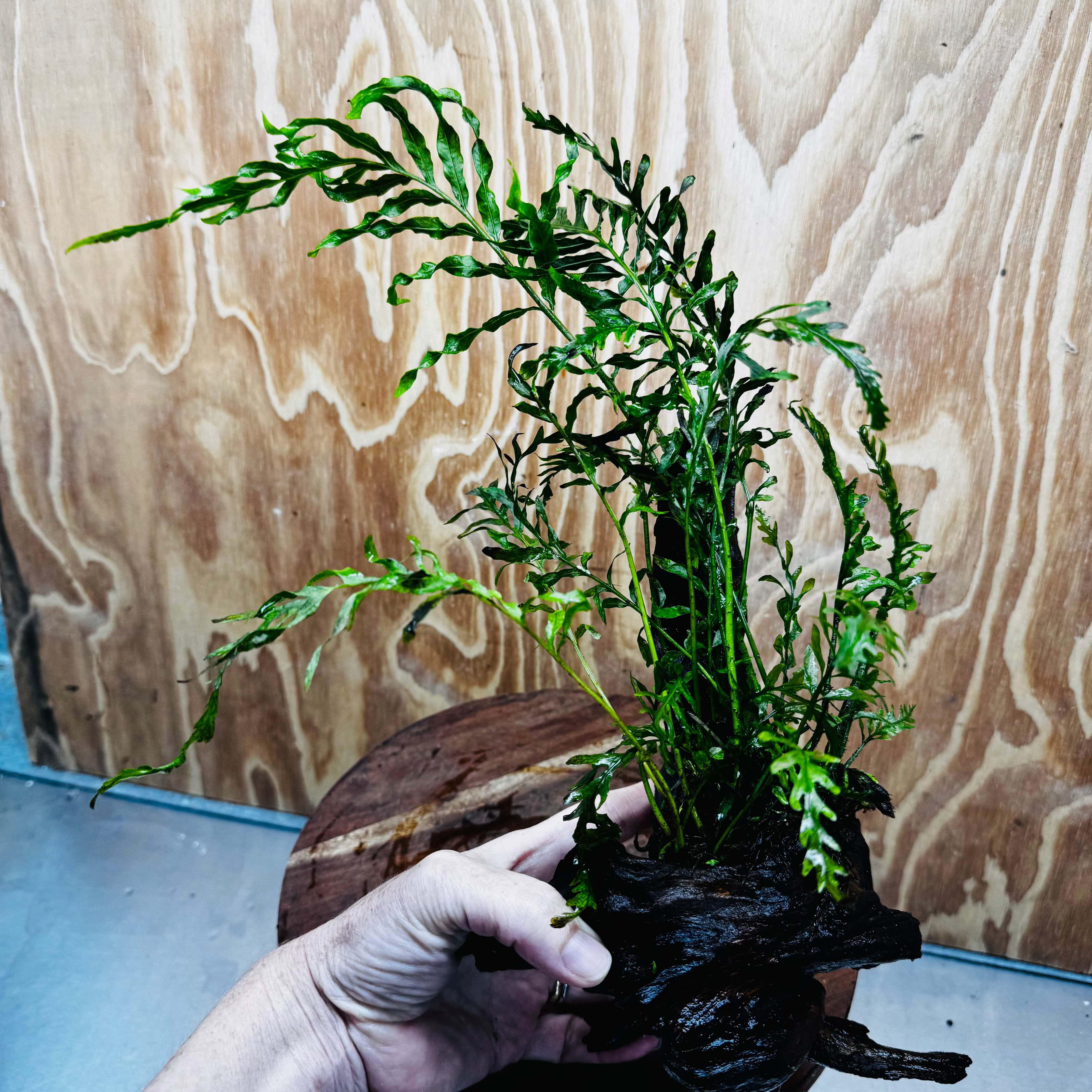 Scapeshop.com.au One Only Bolbitis Driftwood Creation - One Only Buy Bolbitis Driftwood Creation - One Only - Aquarium Plants Australia