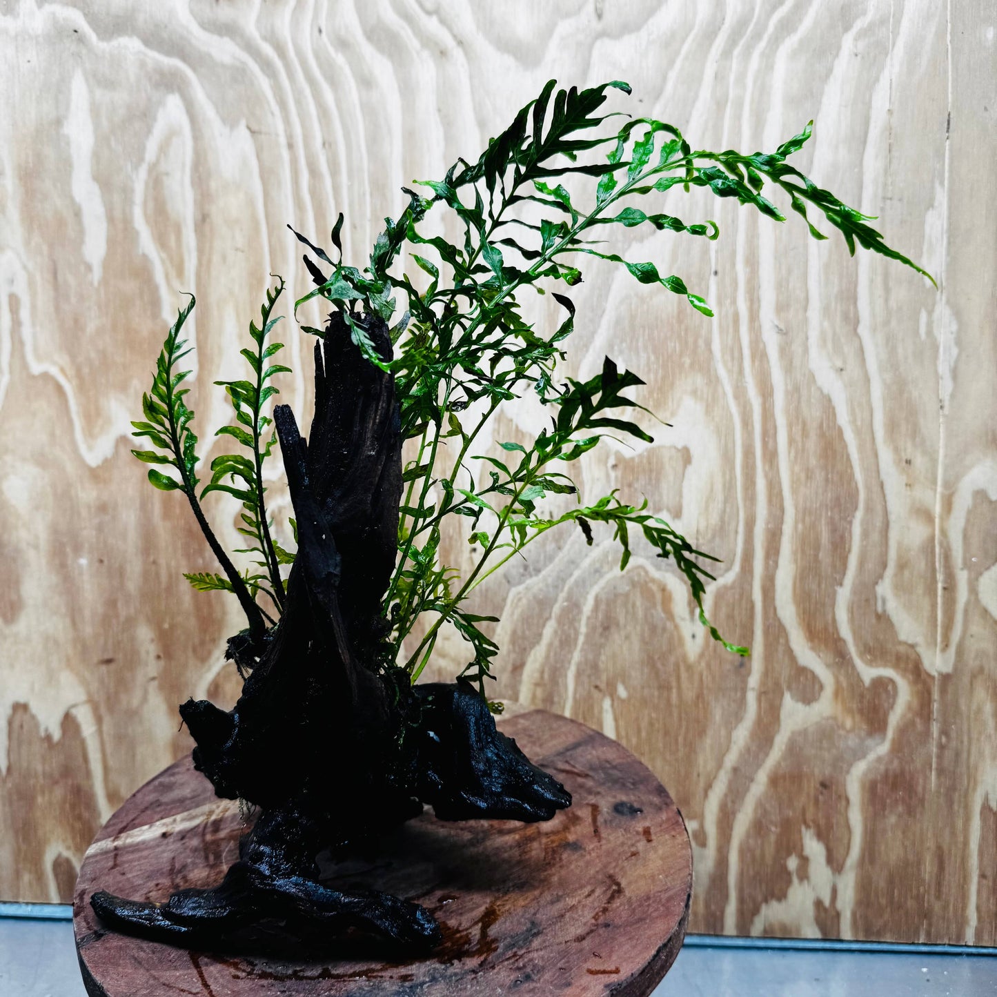 Scapeshop.com.au One Only Bolbitis Driftwood Creation - One Only Buy Bolbitis Driftwood Creation - One Only - Aquarium Plants Australia