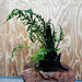 Scapeshop.com.au One Only Bolbitis Driftwood Creation - One Only Buy Bolbitis Driftwood Creation - One Only - Aquarium Plants Australia