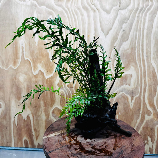 Scapeshop.com.au One Only Bolbitis Driftwood Creation - One Only Buy Bolbitis Driftwood Creation - One Only - Aquarium Plants Australia