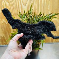 Scapeshop.com.au One Only Bolbitis Driftwood Creation - One Only - Flourish Buy Bolbitis Driftwood Creation - One Only - Aquarium Plants Australia