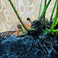 Scapeshop.com.au One Only Bolbitis Driftwood Creation - One Only - Flourish Buy Bolbitis Driftwood Creation - One Only - Aquarium Plants Australia