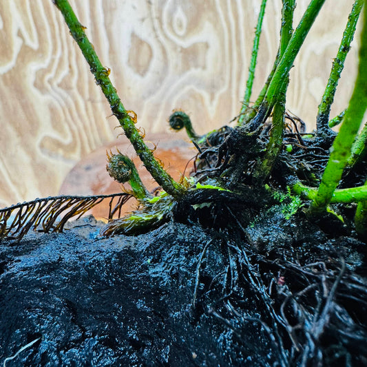 Scapeshop.com.au One Only Bolbitis Driftwood Creation - One Only - Flourish Buy Bolbitis Driftwood Creation - One Only - Aquarium Plants Australia